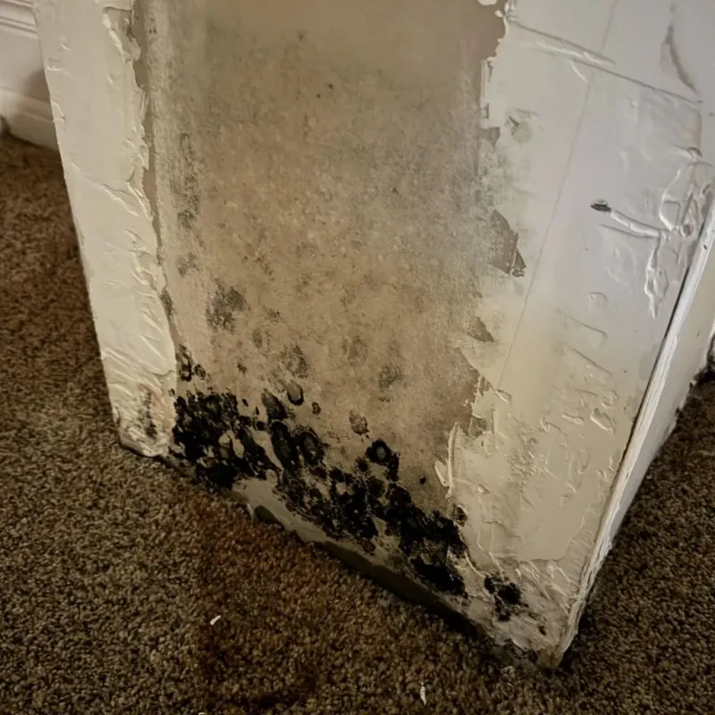 Professional Mold Removal in Cuyahoga Falls, OH